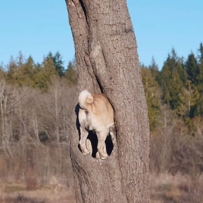 Owner Takes His Pug On Epic Adventures (147 Pics)