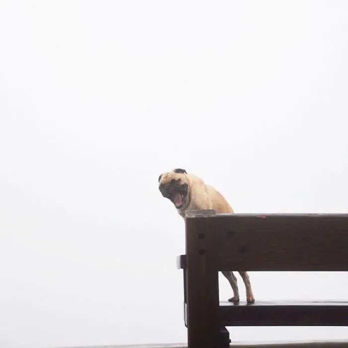 Owner Takes His Pug On Epic Adventures (147 Pics)
