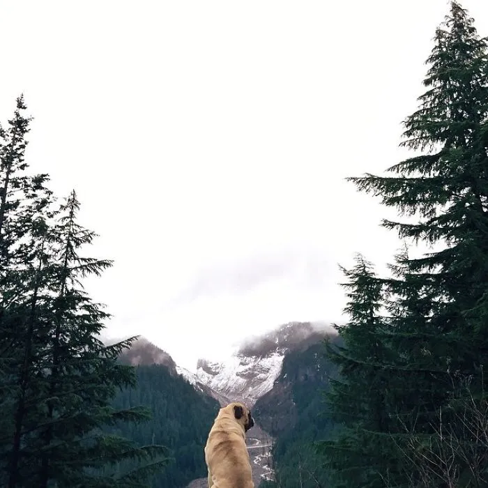 Owner Takes His Pug On Epic Adventures (147 Pics)