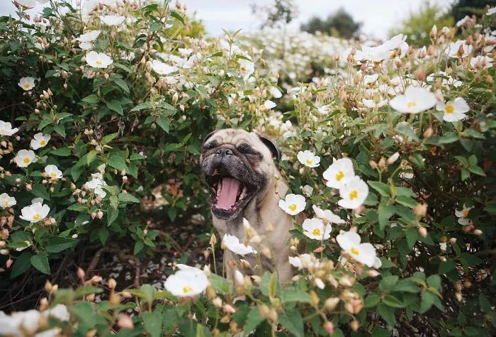 Owner Takes His Pug On Epic Adventures (147 Pics)