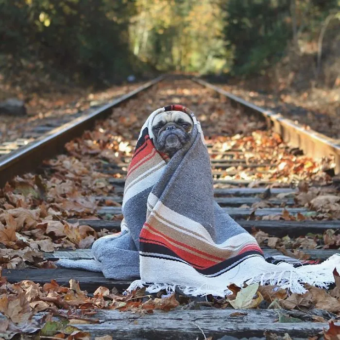Owner Takes His Pug On Epic Adventures (147 Pics)