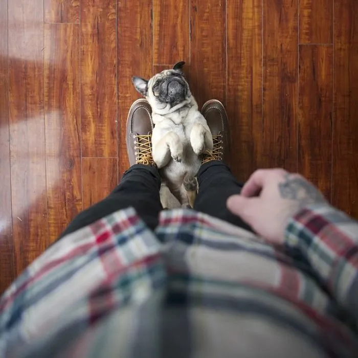 Owner Takes His Pug On Epic Adventures (147 Pics)