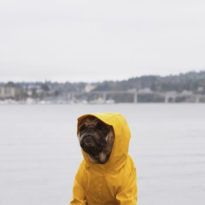 Owner Takes His Pug On Epic Adventures (147 Pics)