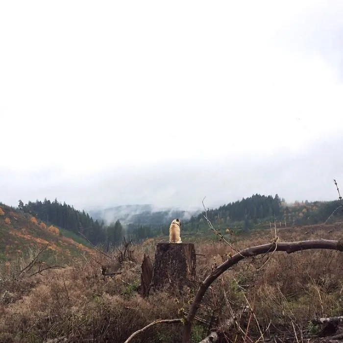 Owner Takes His Pug On Epic Adventures (147 Pics)