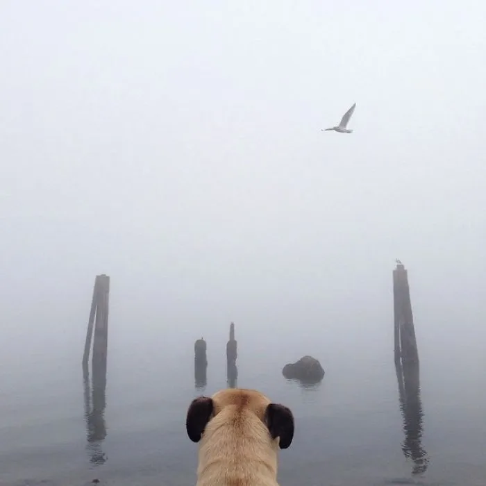 Owner Takes His Pug On Epic Adventures (147 Pics)