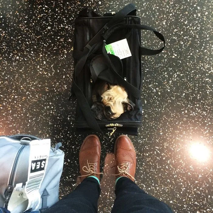 Owner Takes His Pug On Epic Adventures (147 Pics)