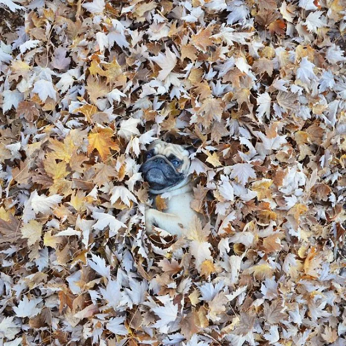Owner Takes His Pug On Epic Adventures (147 Pics)