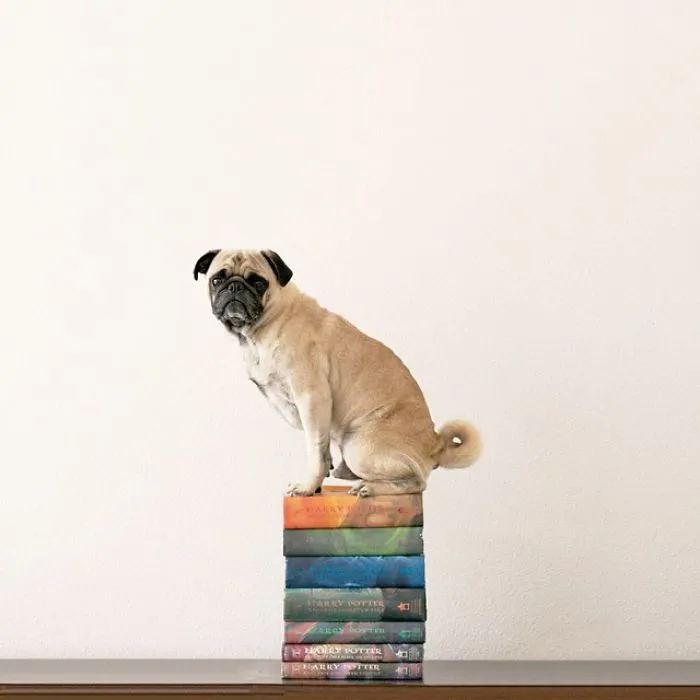 Owner Takes His Pug On Epic Adventures (147 Pics)
