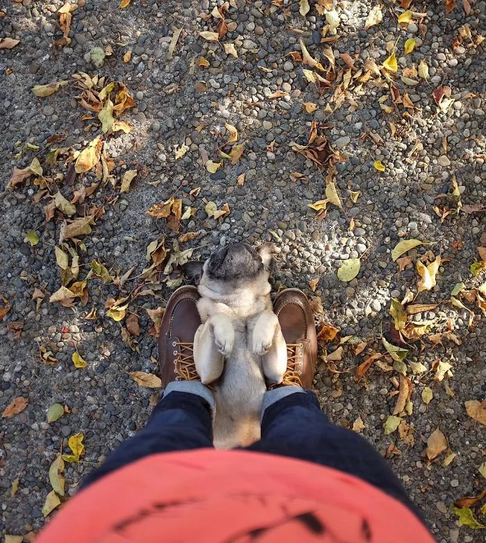 Owner Takes His Pug On Epic Adventures (147 Pics)