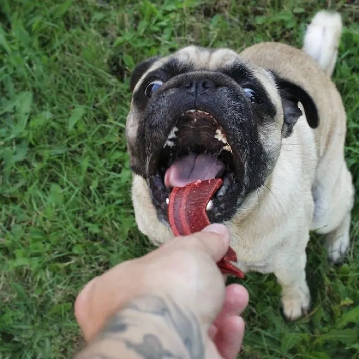 Owner Takes His Pug On Epic Adventures (147 Pics)