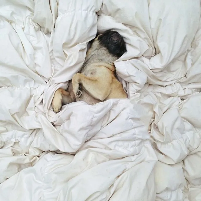 Owner Takes His Pug On Epic Adventures (147 Pics)