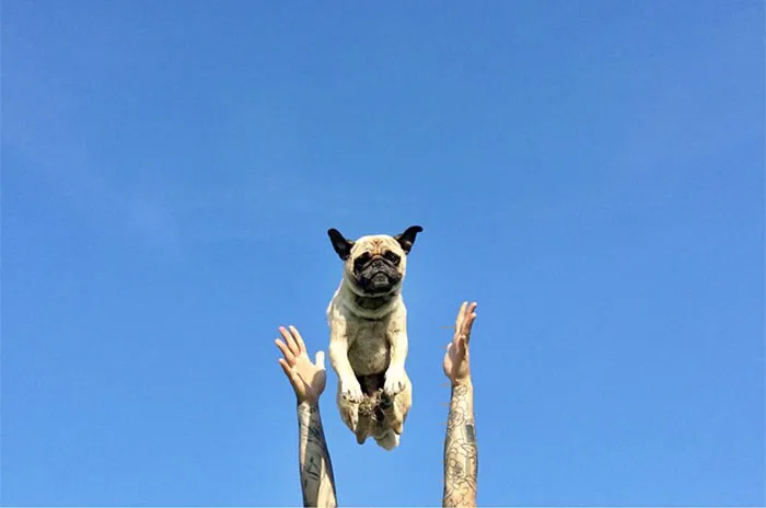 Owner Takes His Pug On Epic Adventures (147 Pics)
