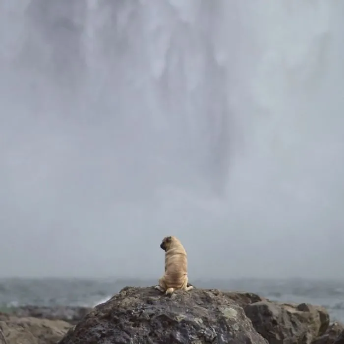 Owner Takes His Pug On Epic Adventures (147 Pics)