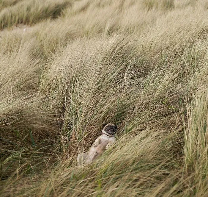 Owner Takes His Pug On Epic Adventures (147 Pics)