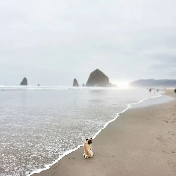 Owner Takes His Pug On Epic Adventures (147 Pics)