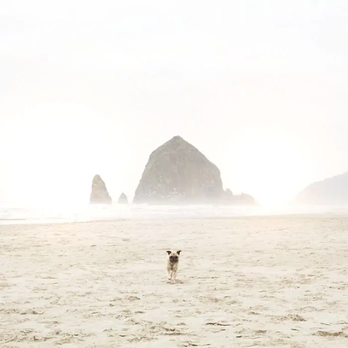 Owner Takes His Pug On Epic Adventures (147 Pics)