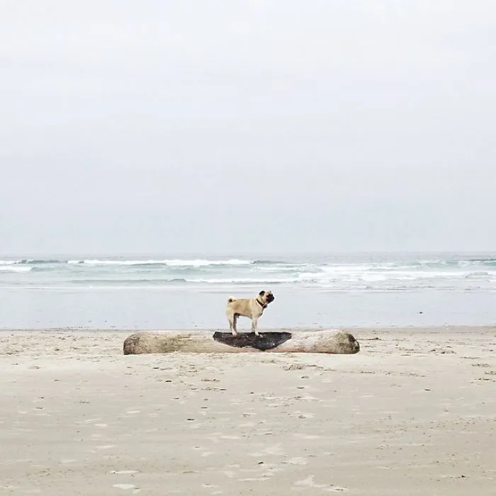 Owner Takes His Pug On Epic Adventures (147 Pics)