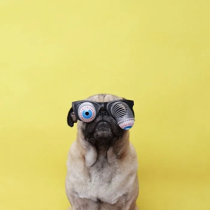 Owner Takes His Pug On Epic Adventures (147 Pics)