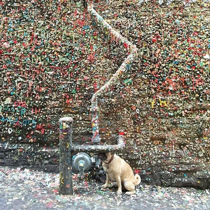 Owner Takes His Pug On Epic Adventures (147 Pics)