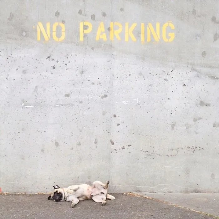 Owner Takes His Pug On Epic Adventures (147 Pics)