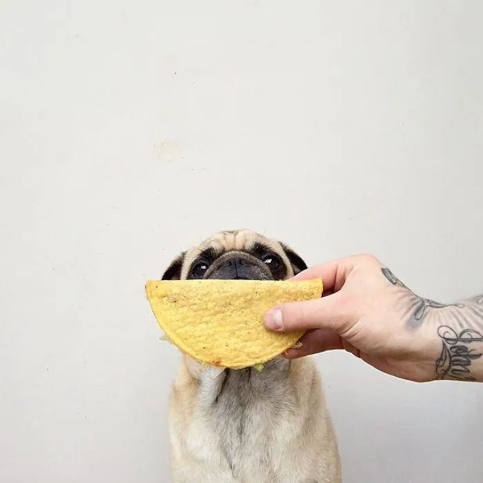Owner Takes His Pug On Epic Adventures (147 Pics)