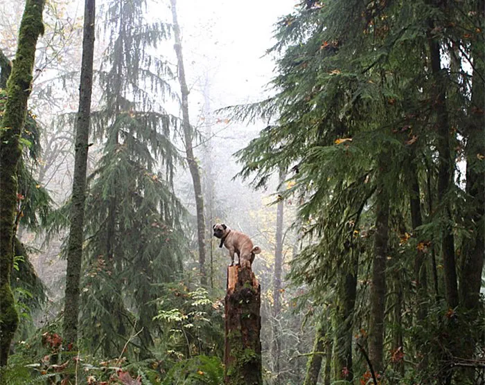 Owner Takes His Pug On Epic Adventures (147 Pics)