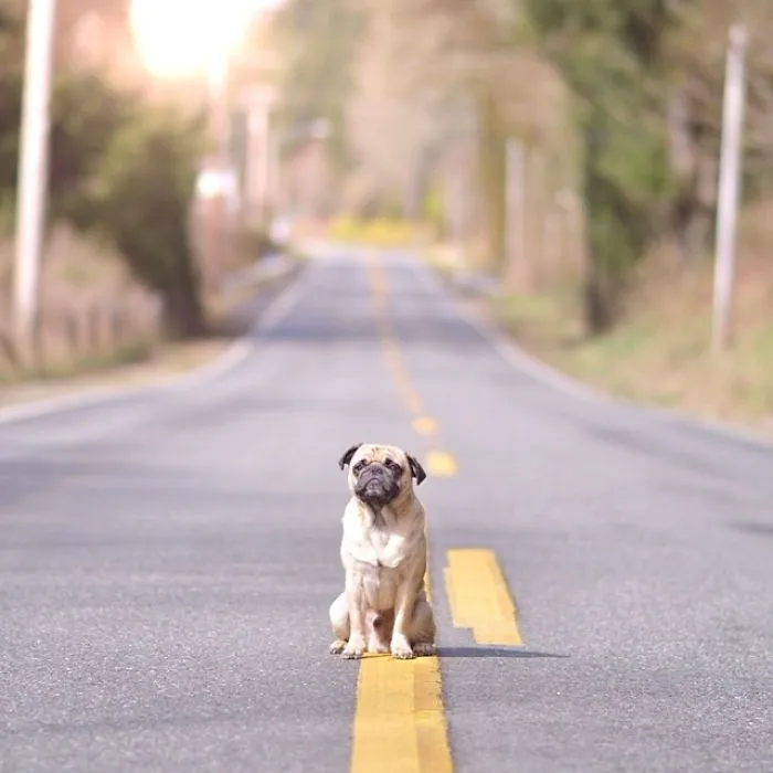 Owner Takes His Pug On Epic Adventures (147 Pics)