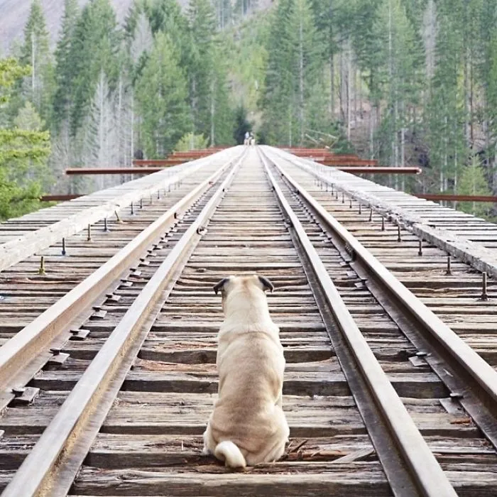 Owner Takes His Pug On Epic Adventures (147 Pics)