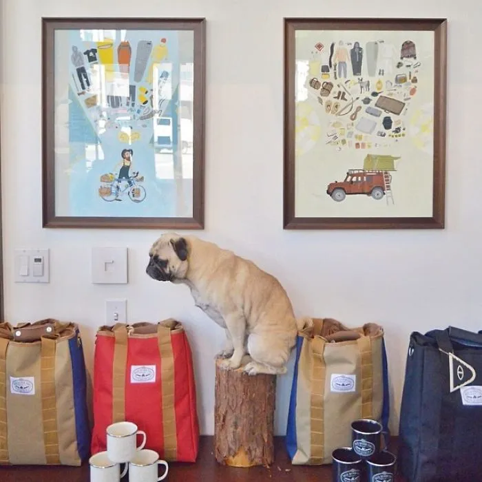 Owner Takes His Pug On Epic Adventures (147 Pics)
