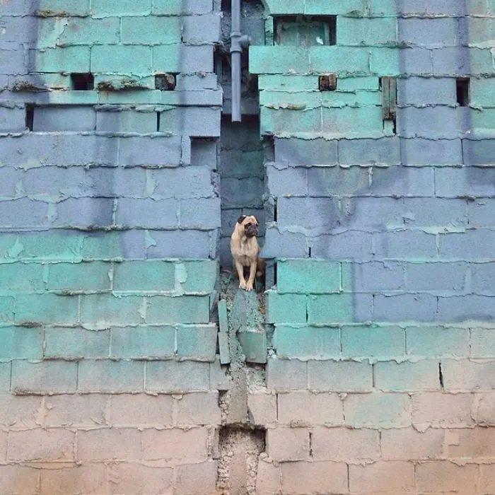 Owner Takes His Pug On Epic Adventures (147 Pics)