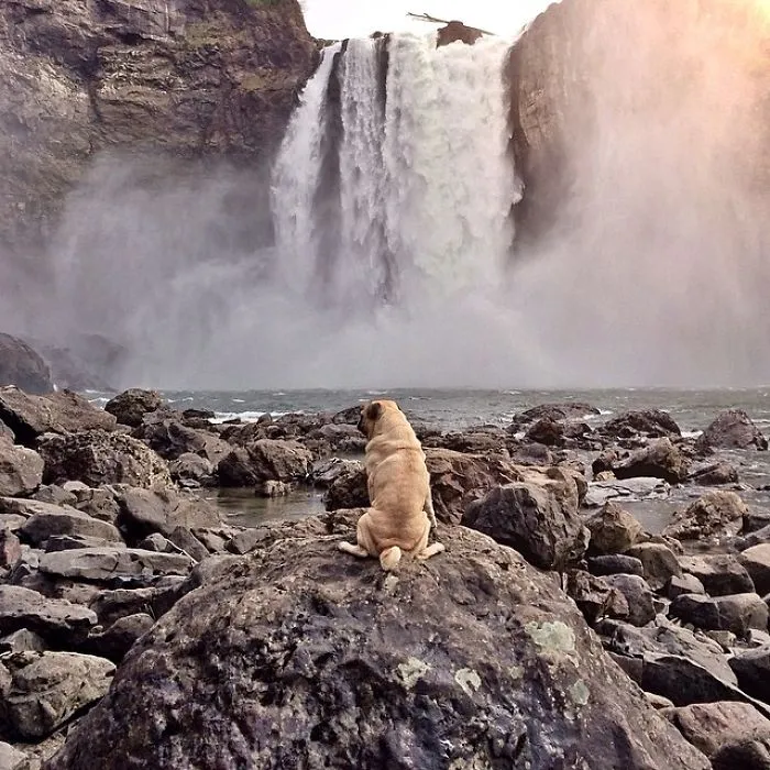 Owner Takes His Pug On Epic Adventures (147 Pics)