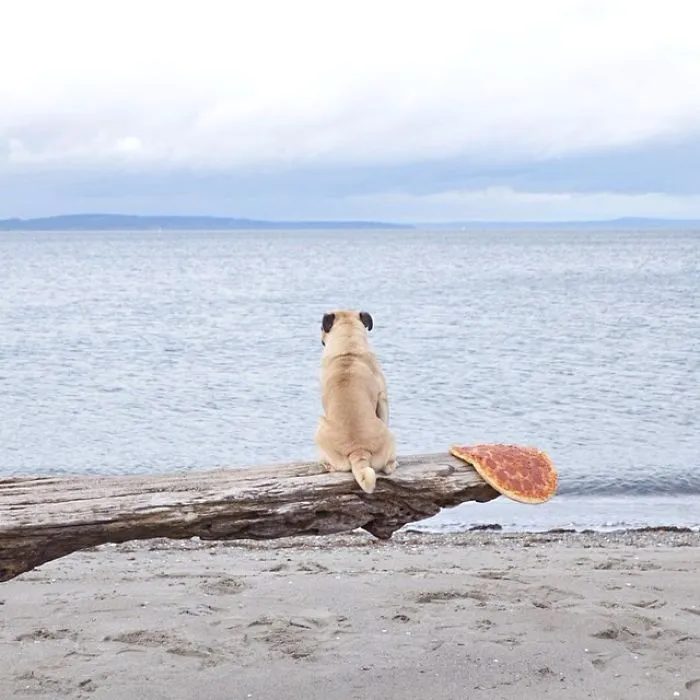 Owner Takes His Pug On Epic Adventures (147 Pics)