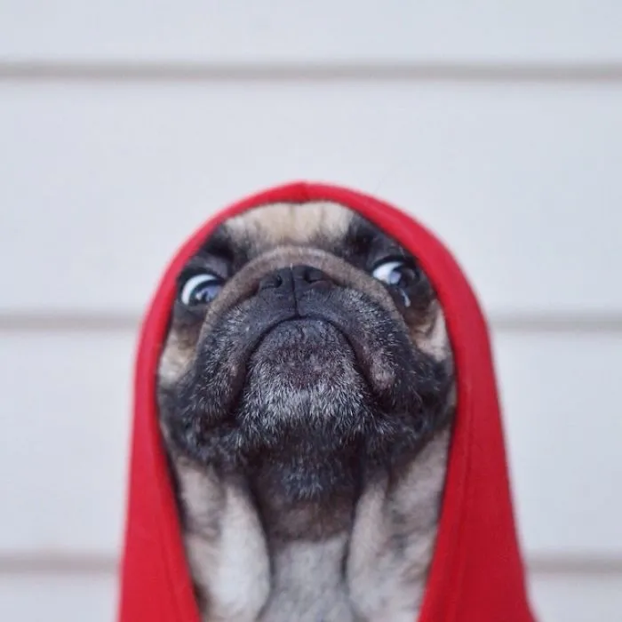 Owner Takes His Pug On Epic Adventures (147 Pics)