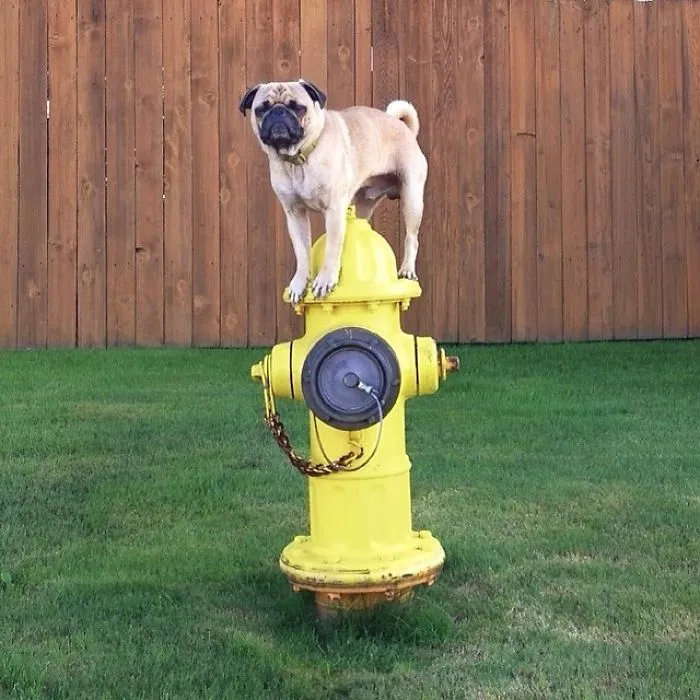 Owner Takes His Pug On Epic Adventures (147 Pics)