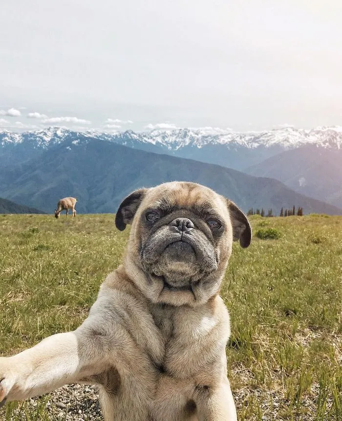 Owner Takes His Pug On Epic Adventures (147 Pics)