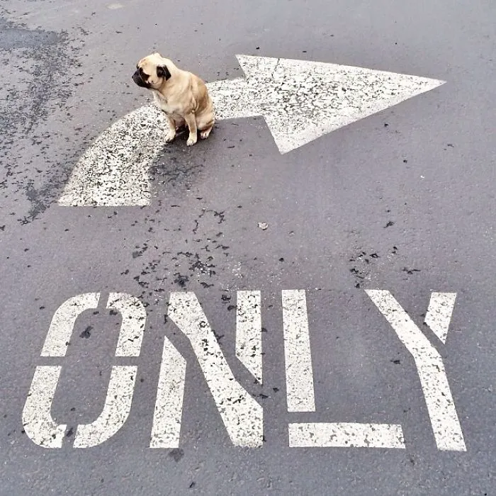 Owner Takes His Pug On Epic Adventures (147 Pics)