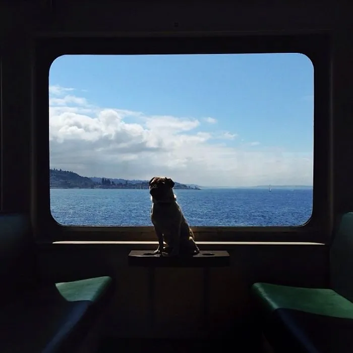 Owner Takes His Pug On Epic Adventures (147 Pics)