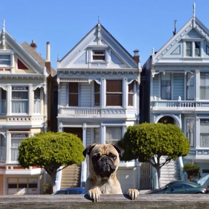 Owner Takes His Pug On Epic Adventures (147 Pics)