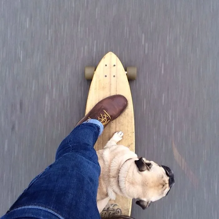 Owner Takes His Pug On Epic Adventures (147 Pics)