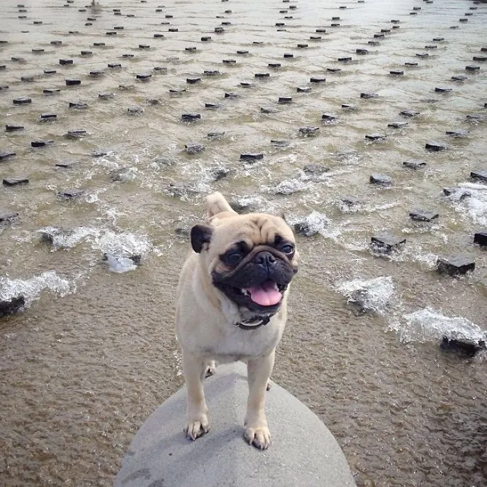 Owner Takes His Pug On Epic Adventures (147 Pics)