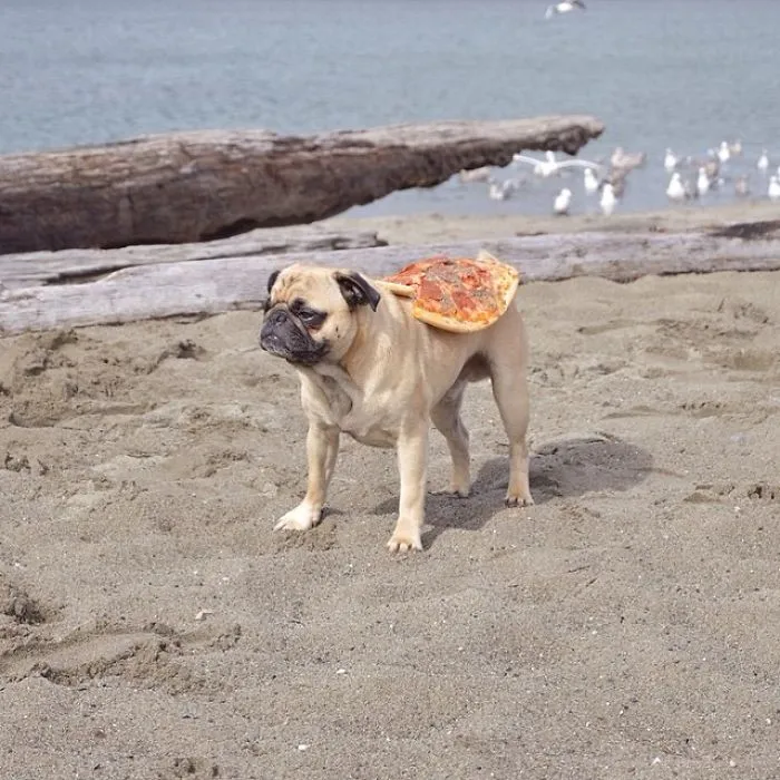 Owner Takes His Pug On Epic Adventures (147 Pics)