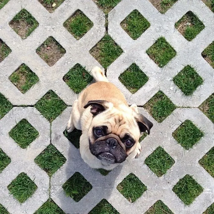 Owner Takes His Pug On Epic Adventures (147 Pics)