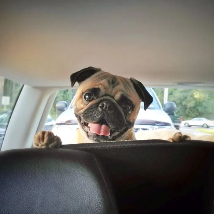 Owner Takes His Pug On Epic Adventures (147 Pics)