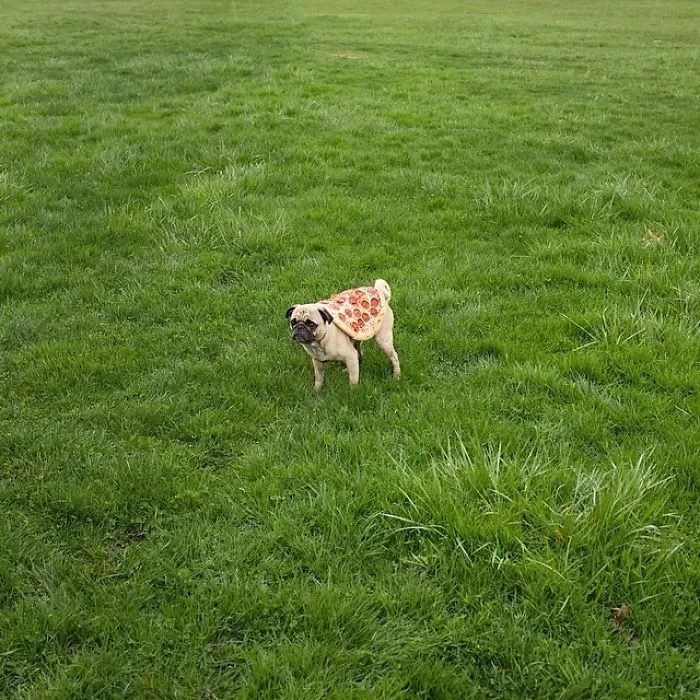 Owner Takes His Pug On Epic Adventures (147 Pics)