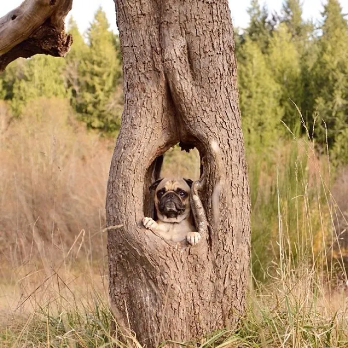 Owner Takes His Pug On Epic Adventures (147 Pics)