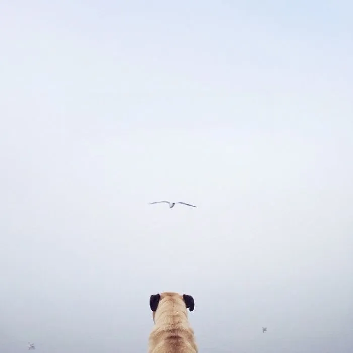 Owner Takes His Pug On Epic Adventures (147 Pics)