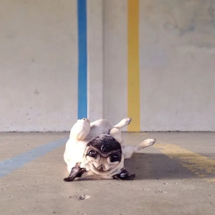 Owner Takes His Pug On Epic Adventures (147 Pics)