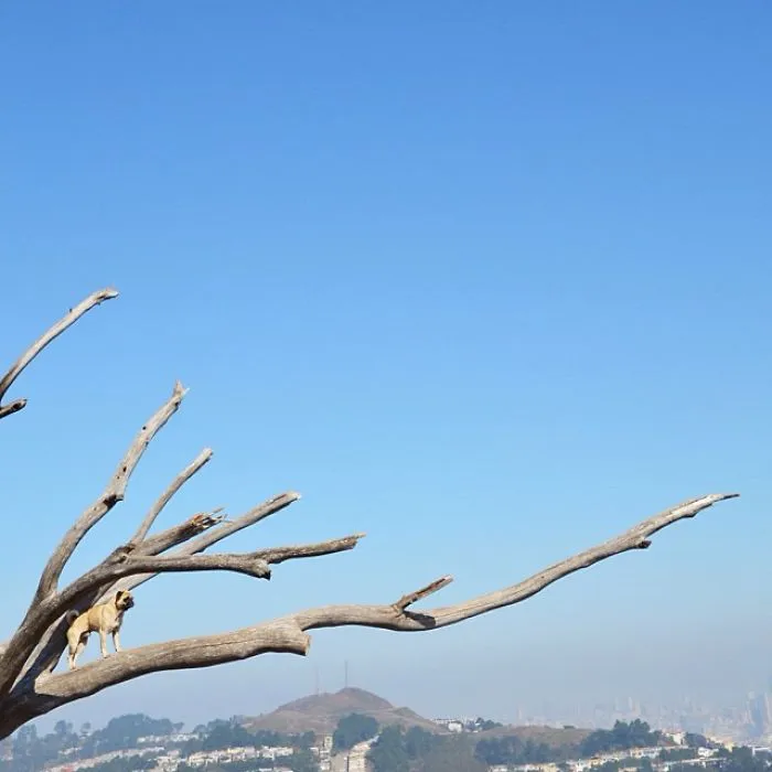 Owner Takes His Pug On Epic Adventures (147 Pics)
