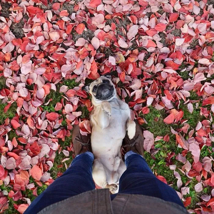 Owner Takes His Pug On Epic Adventures (147 Pics)
