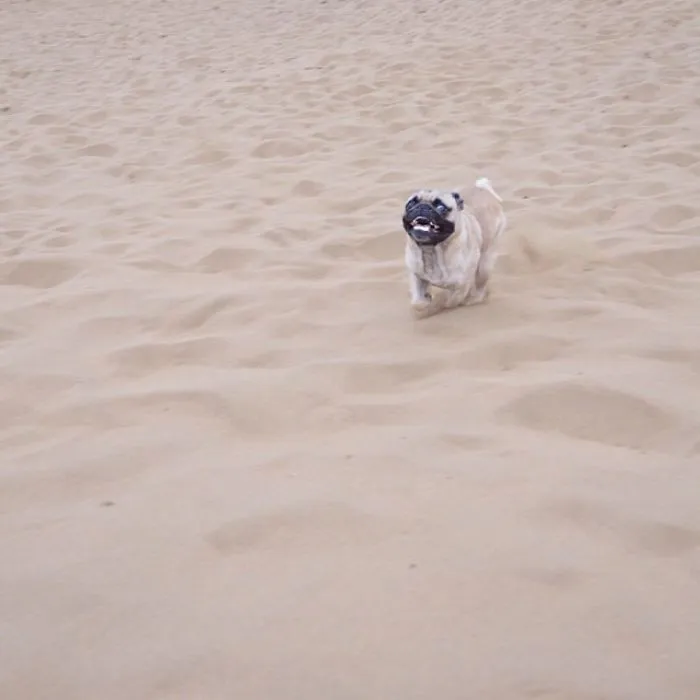Owner Takes His Pug On Epic Adventures (147 Pics)